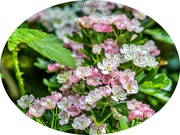 10th May 2025 - Hawthorn Blossom
