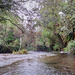 Stream in Flood