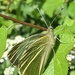 Cabbage White by 365projectorgjoworboys