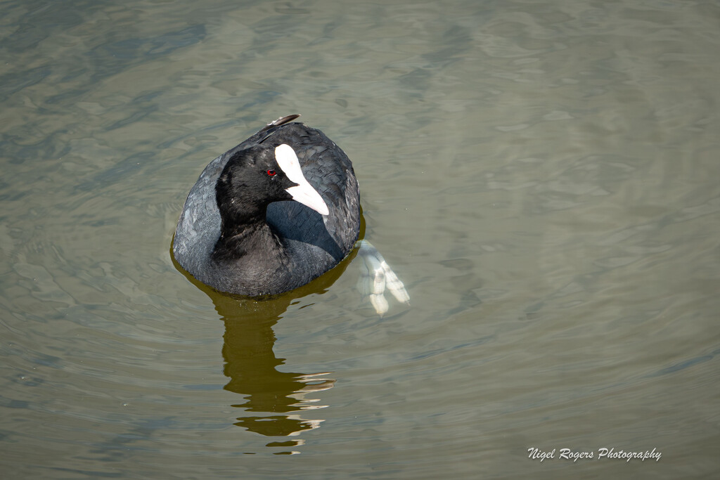 Moorhen by nigelrogers