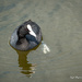 Moorhen