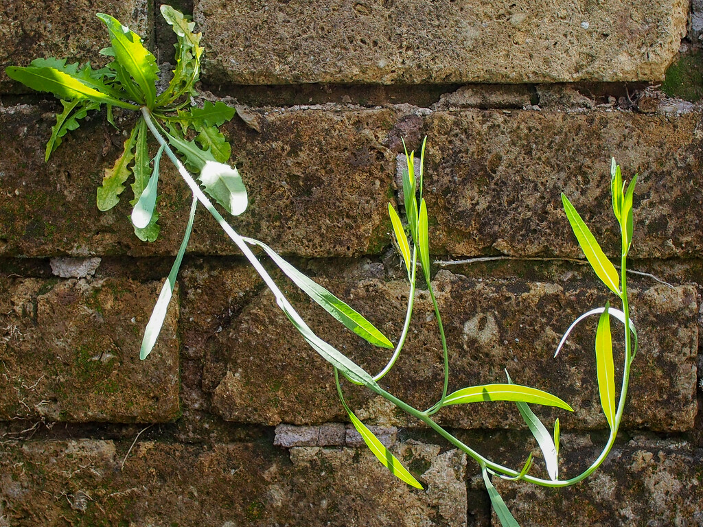 A Dandelion climbing on a wall by matsonnestam