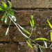 A Dandelion climbing on a wall
