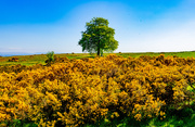 10th May 2025 - Gleniffer