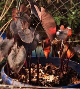 10th May 2025 - Elephant Ear