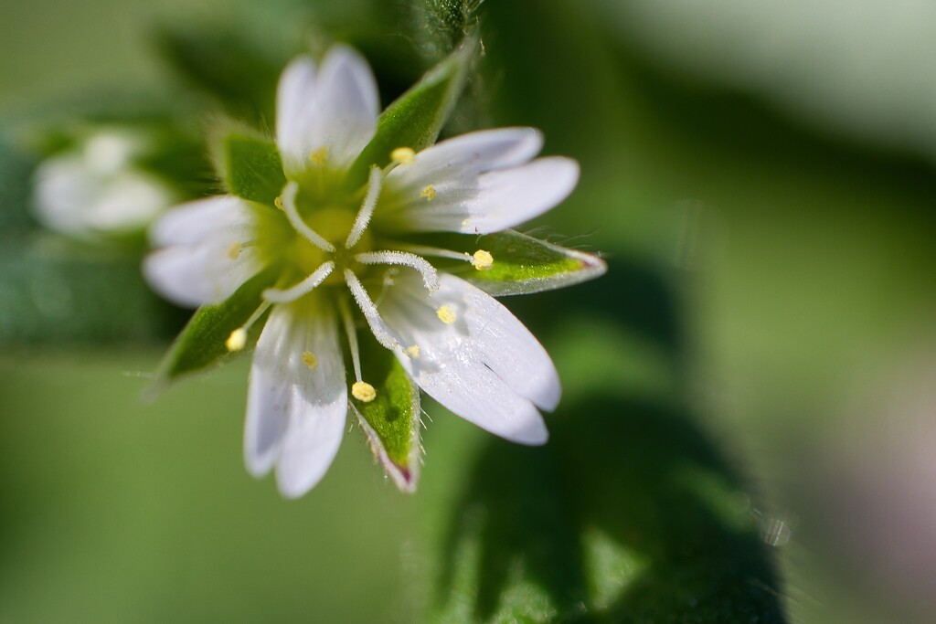 Mouse-ear chickweed by okvalle