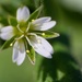 Mouse-ear chickweed