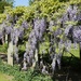 Wisteria