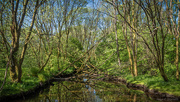 10th May 2025 - It's a jungle back there...
