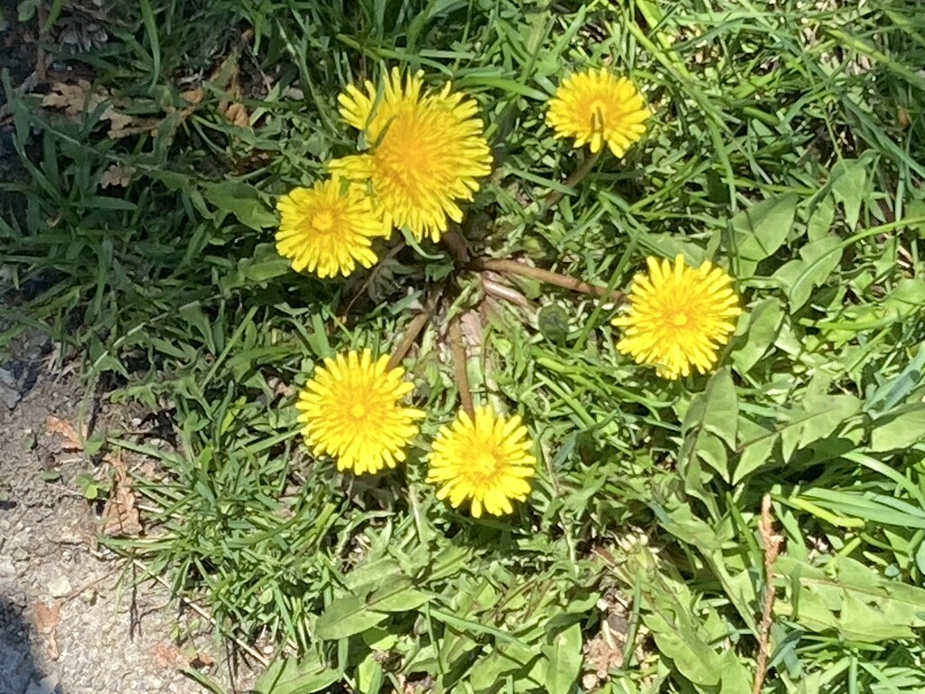 Dandelion Circle by spanishliz