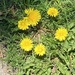 Dandelion Circle