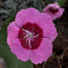 Dianthus