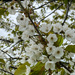 Prunus