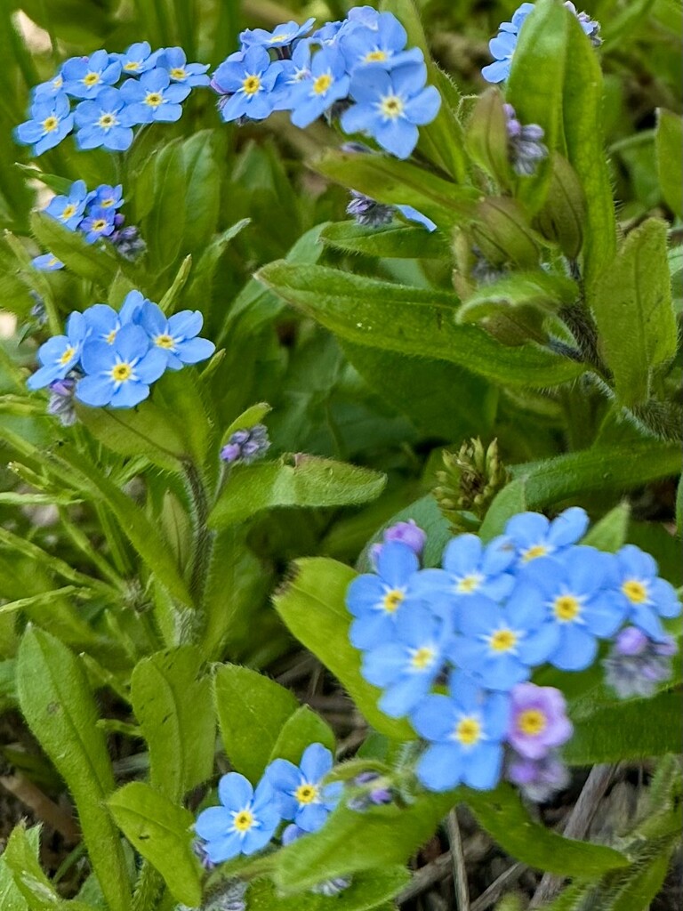 Forget Me Nots by loriellen