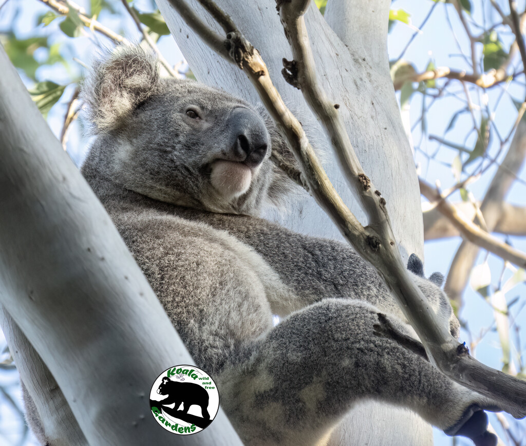just hanging about by koalagardens