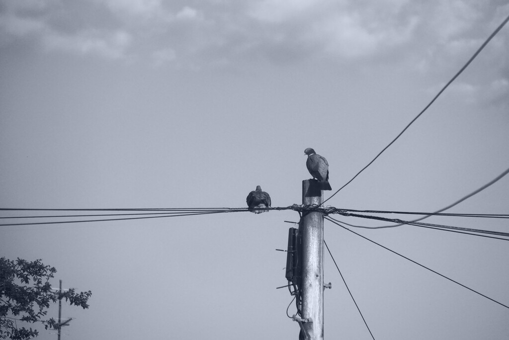 Bird on a wire  by dgrpad