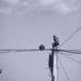 Bird on a wire 