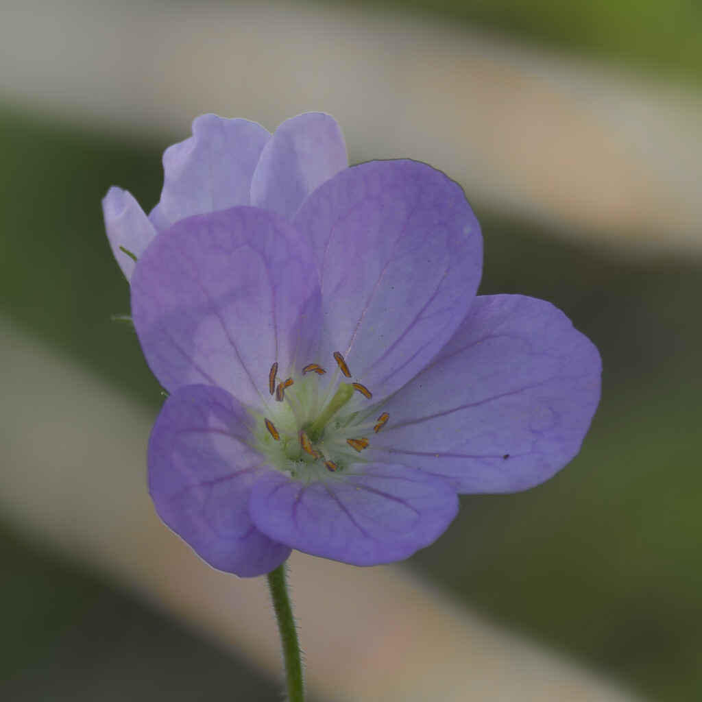 wild geranium  by rminer