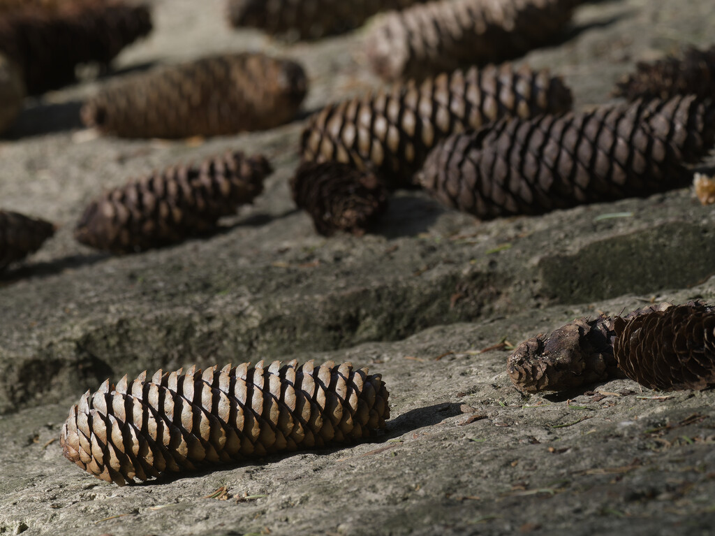 pinecones of hope by rminer