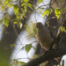 mourning dove