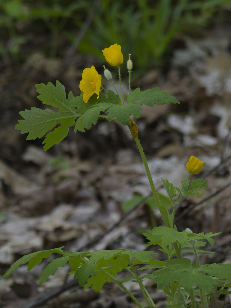 celandine poppy by rminer