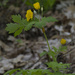 celandine poppy