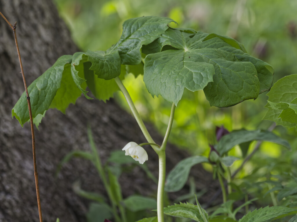 mayapple  by rminer
