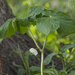mayapple 