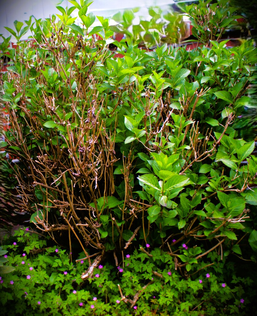 Chaos in Green    No Mow Day 10 by sewfree