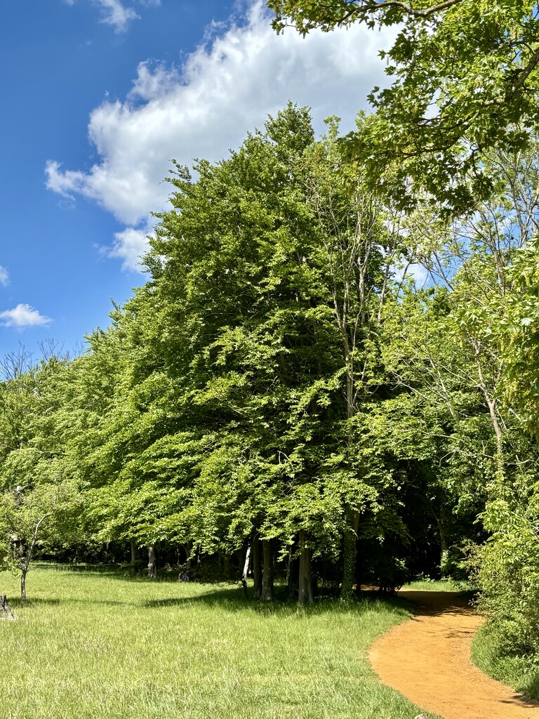 Wandlebury wandering by lizgooster