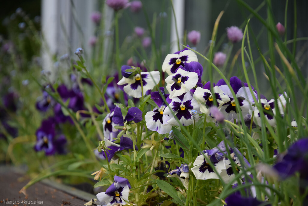 viola by parisouailleurs
