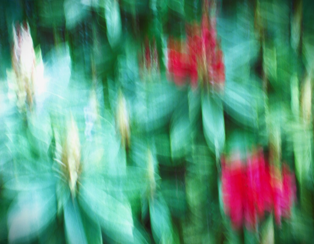 Rhododendron in Motion by sewfree