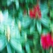 Rhododendron in Motion