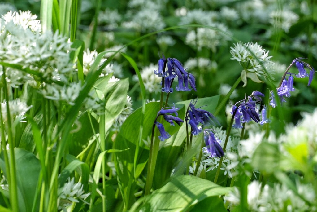 Wild Garlic by 30pics4jackiesdiamond