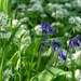 Wild Garlic