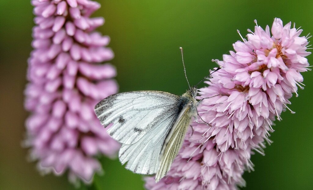 Flutterby by carole_sandford