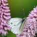 Flutterby