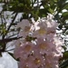 5 4 Light Pink Desert Willow
