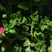 5 5 Heartleaf succulent flowers
