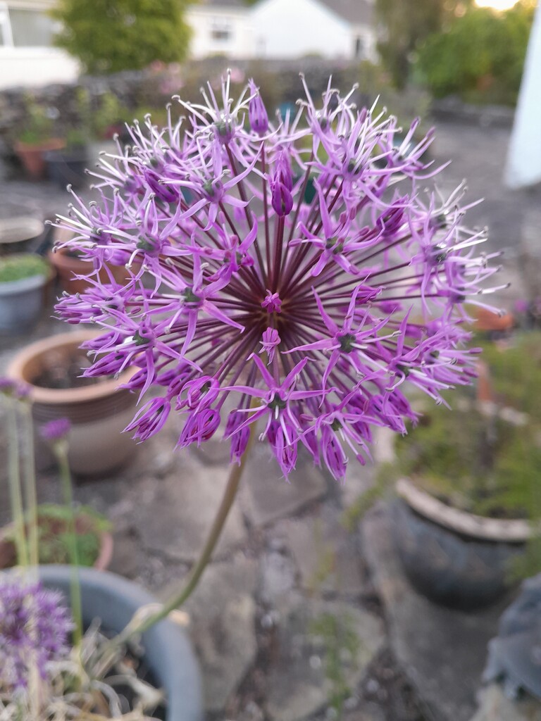 allium by anniesue