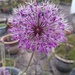 allium
