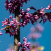 Bumble in the redbud