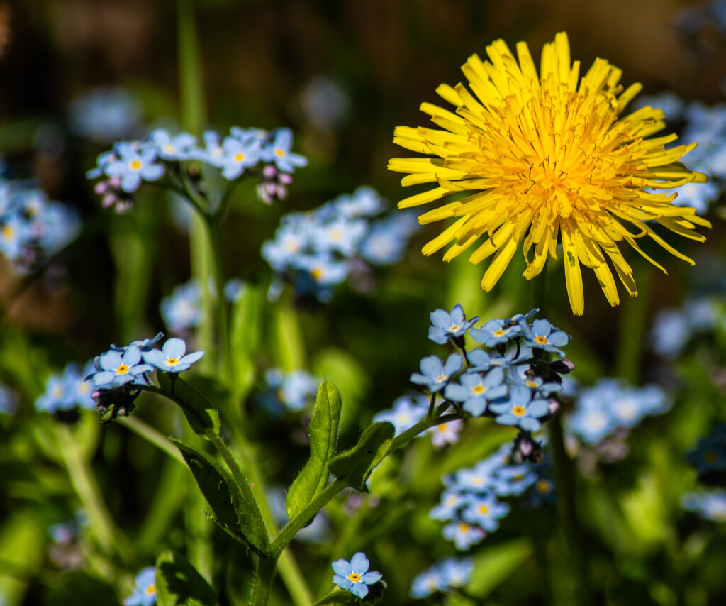 Dandelion and forget-me-nots by darchibald