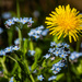 Dandelion and forget-me-nots