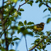 Female oriole