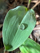 11th May 2025 - A Miracle in a Drop of Rain