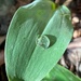 A Miracle in a Drop of Rain