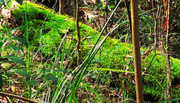 11th May 2025 - A Mossy Log ~
