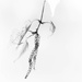 Catkin