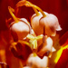 Tulips and Lillies of the Valley